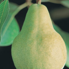 Pears